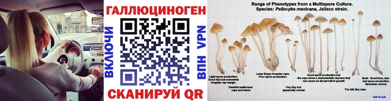 Псилоцибиновые грибы Psilocybe Кудрово