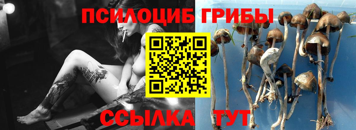 Псилоцибиновые грибы GOLDEN TEACHER  Вход с VPN  Псилоцибиновые грибы Cubensis  Кудрово 